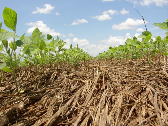 Soybeans growing in cover crop residue
