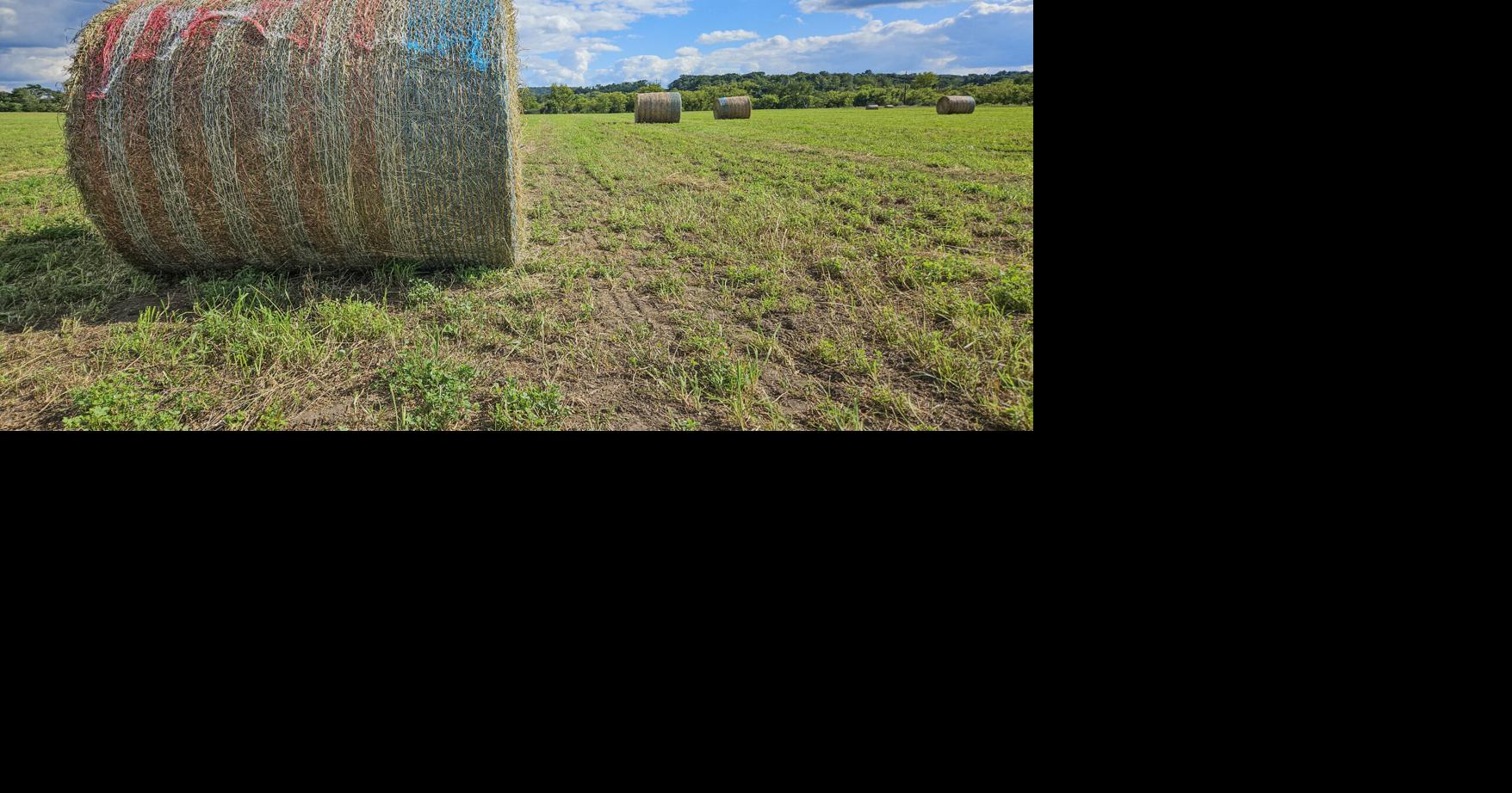 LeeAnne Bulman/For AgriView The summer of 2025 gave bountiful hay crops but difficulty baling dry hay. This field is in Lookout in Buffalo County.
