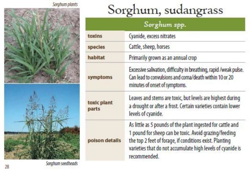 Sorghum, sudangrass