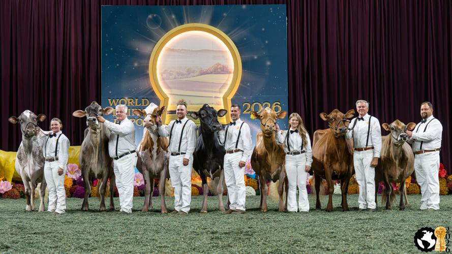 Group Open Supreme Cow