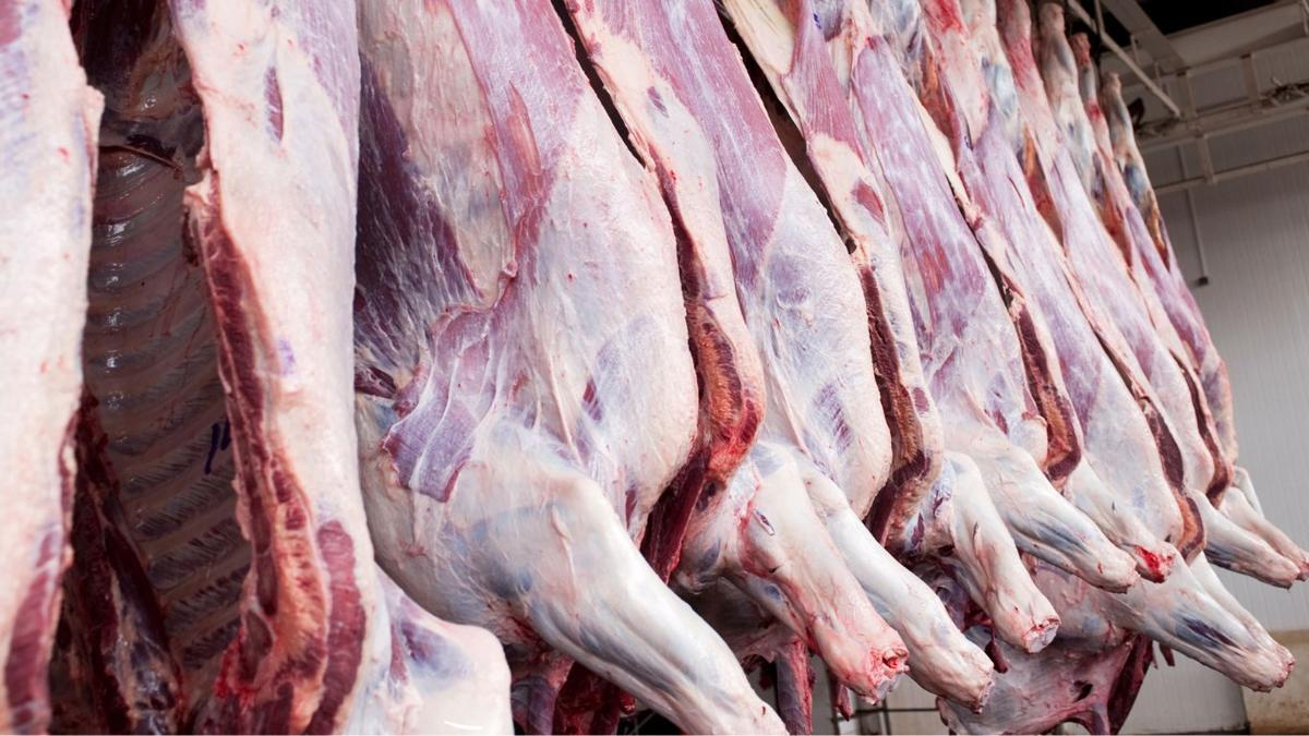 Beef producers leaving ‘money on the table’ with beef defects