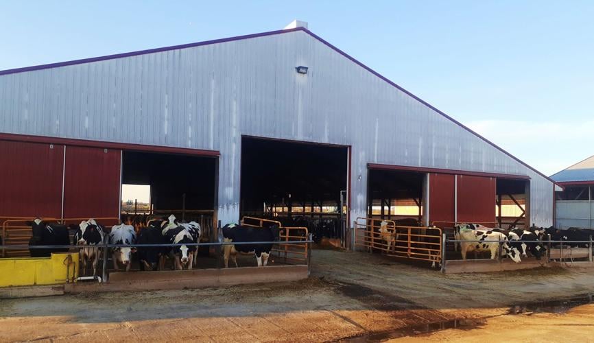Transition barn for dry and fresh cows at Rademacher-Meier Dairy