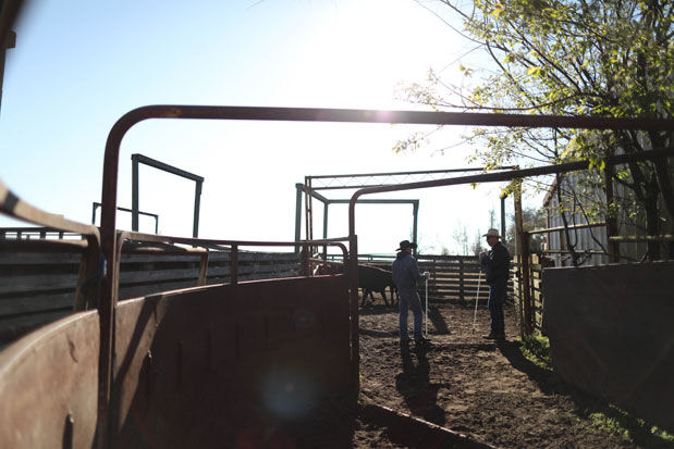 Working-cattle-1.jpg