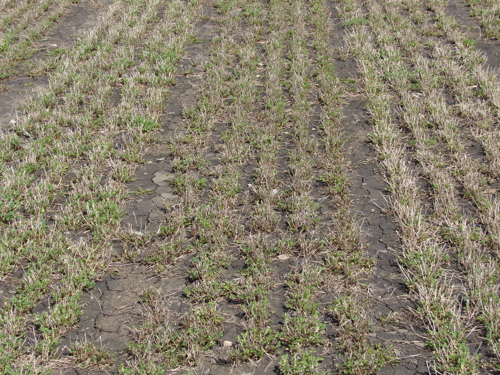 alfalfa in early spring
