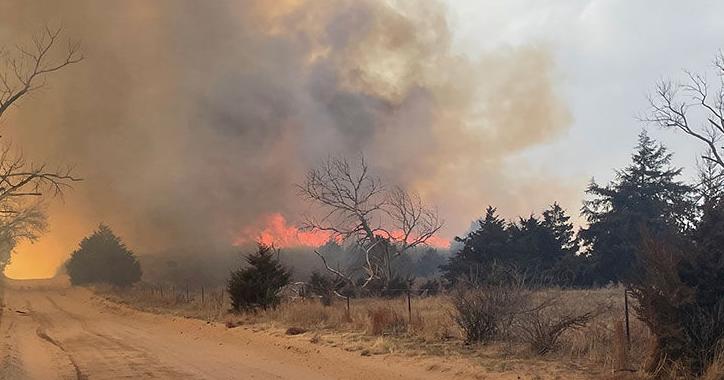 Manage cattle nutrition during pasture recovery