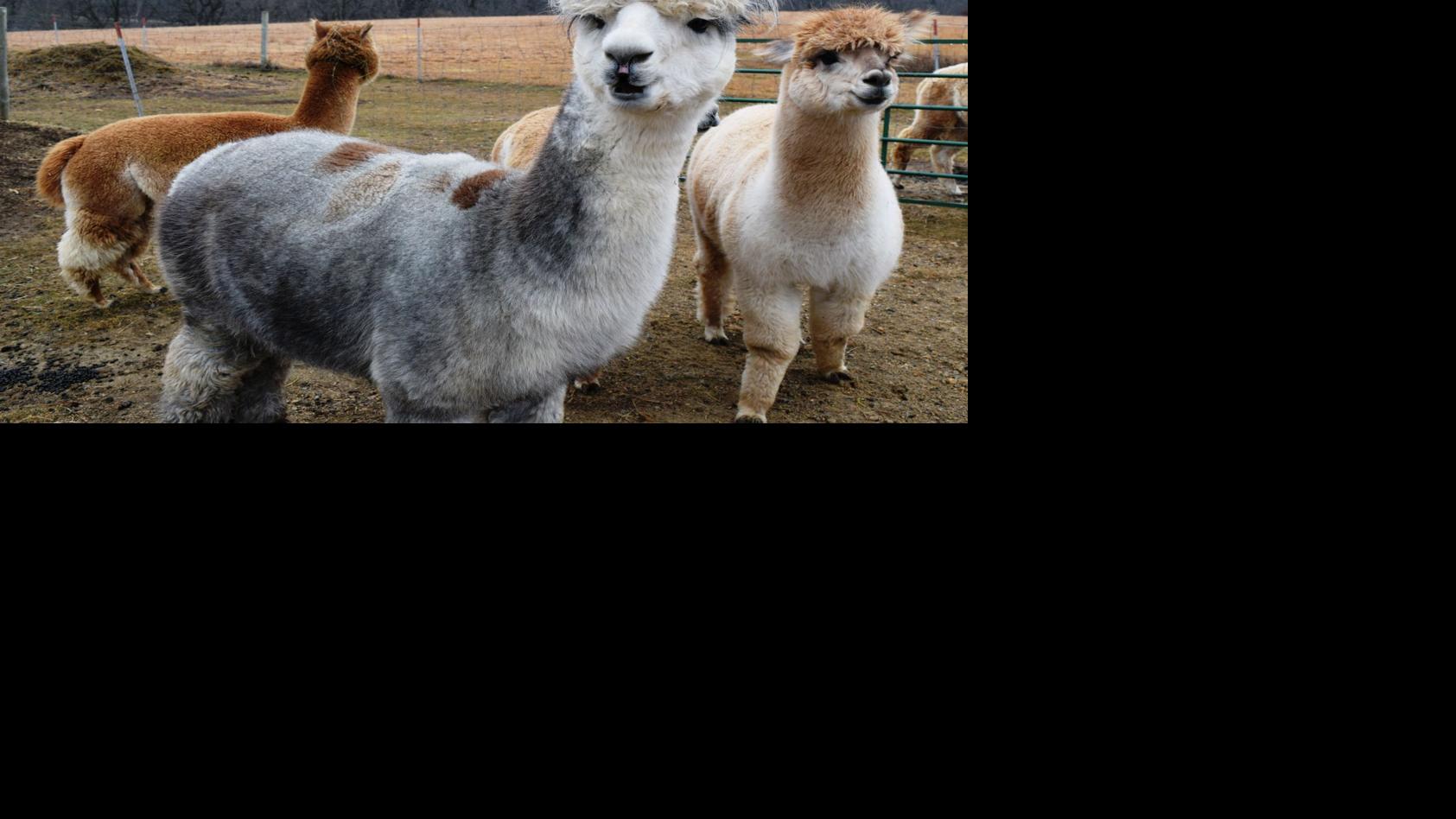 Vet Report Caring For Camelids Llamas And Alpacas Livestock Agupdate Com