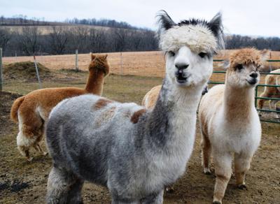 What is the difference between a llama and an alpaca