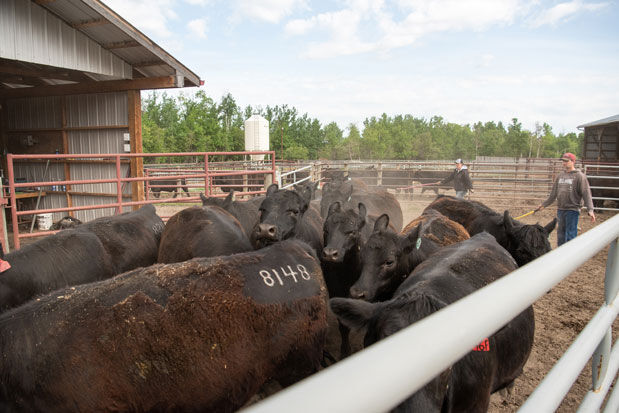 Working-cattle-2.jpg
