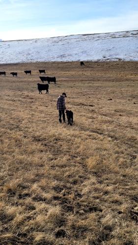 Olsen Ranch close to finishing calving, looks forward to spring