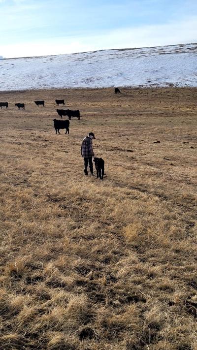 Olsen Ranch close to finishing calving, looks forward to spring