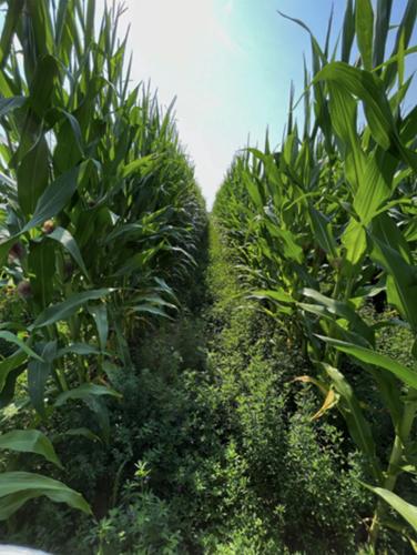Cornfield