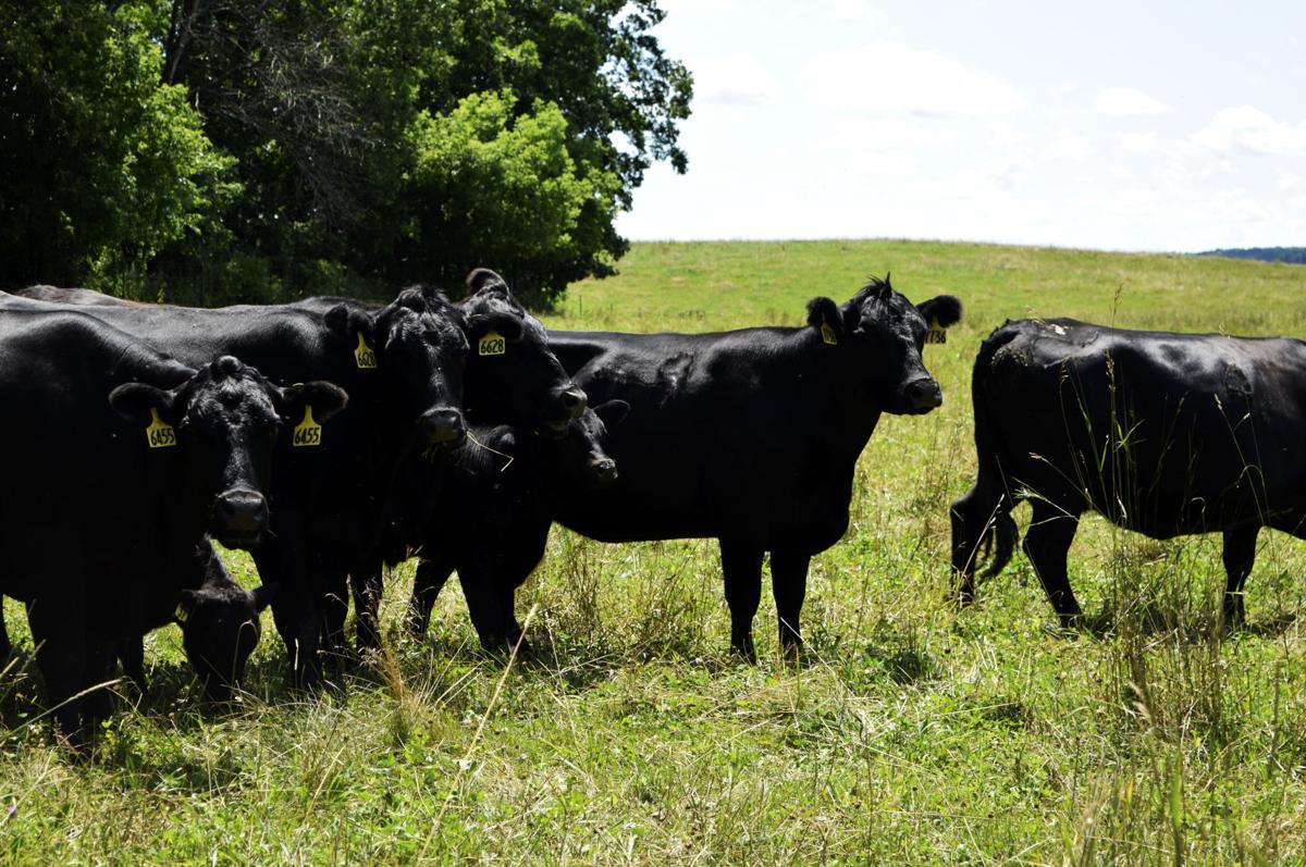 Angus cattle