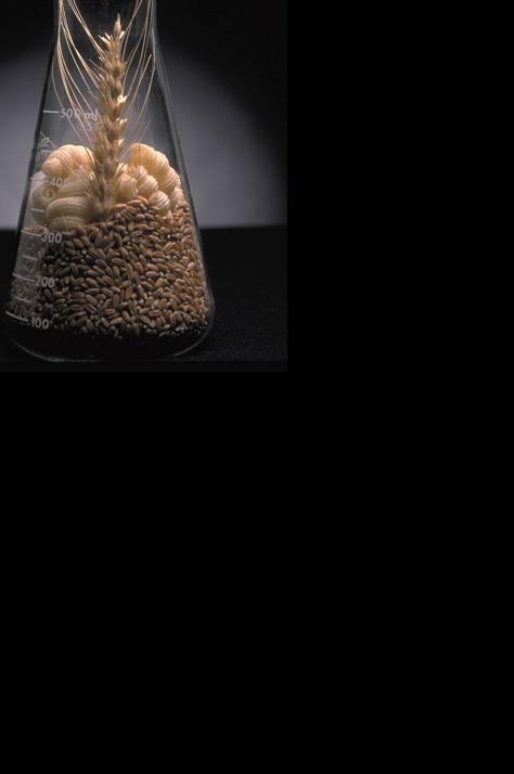 Breeding wheat varieties for protein? Not so fast