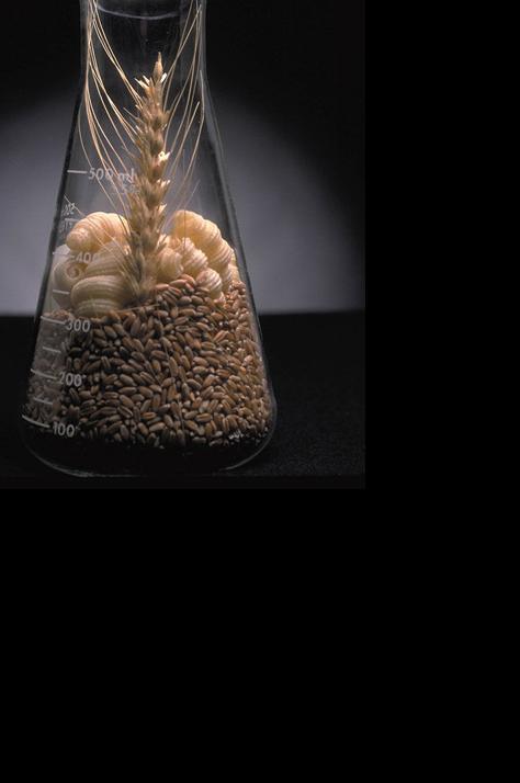 Breeding wheat varieties for protein? Not so fast