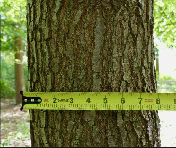 Oak tree