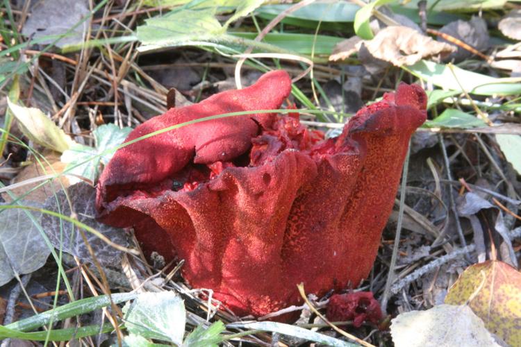 Lobster mushroom