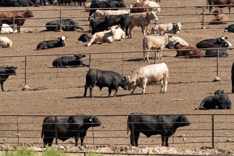 Nebraska Cultivated Meat