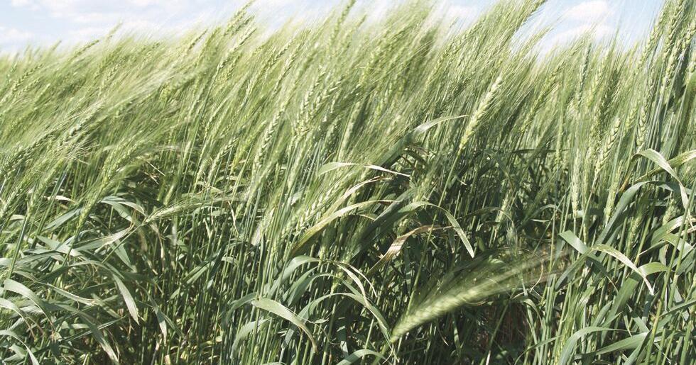 Wheat prices balancing bullish/bearish news - Vimarsana News