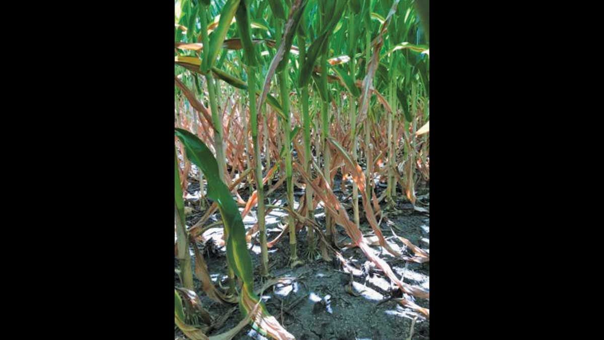 IA-drought-fired-corn