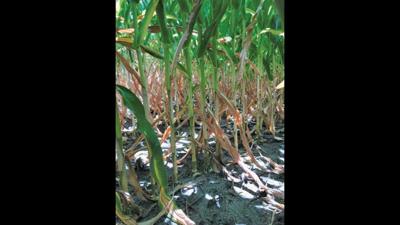 IA-drought-fired-corn