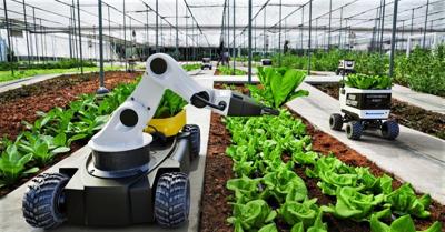 Robotic vegetable harvester