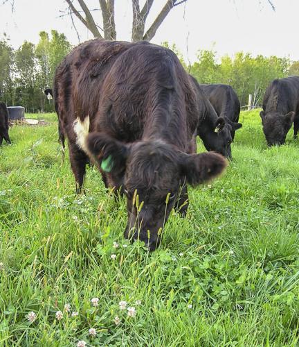 Beef cattle