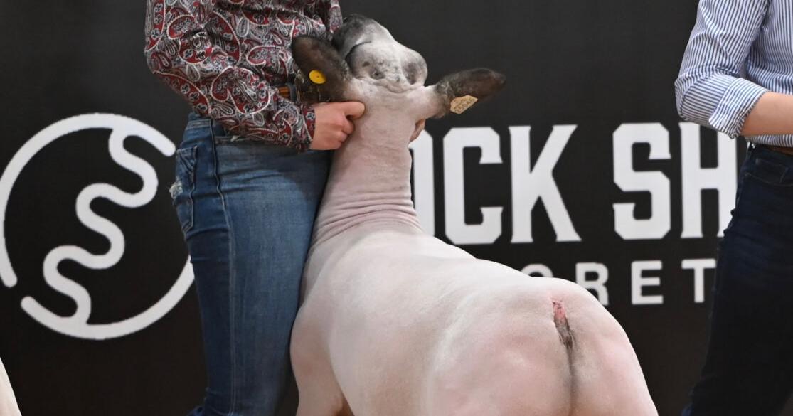 Sophia Voigt showing sheep