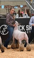 Voigt enjoys showing sheep, competing in FFA, 4-H
