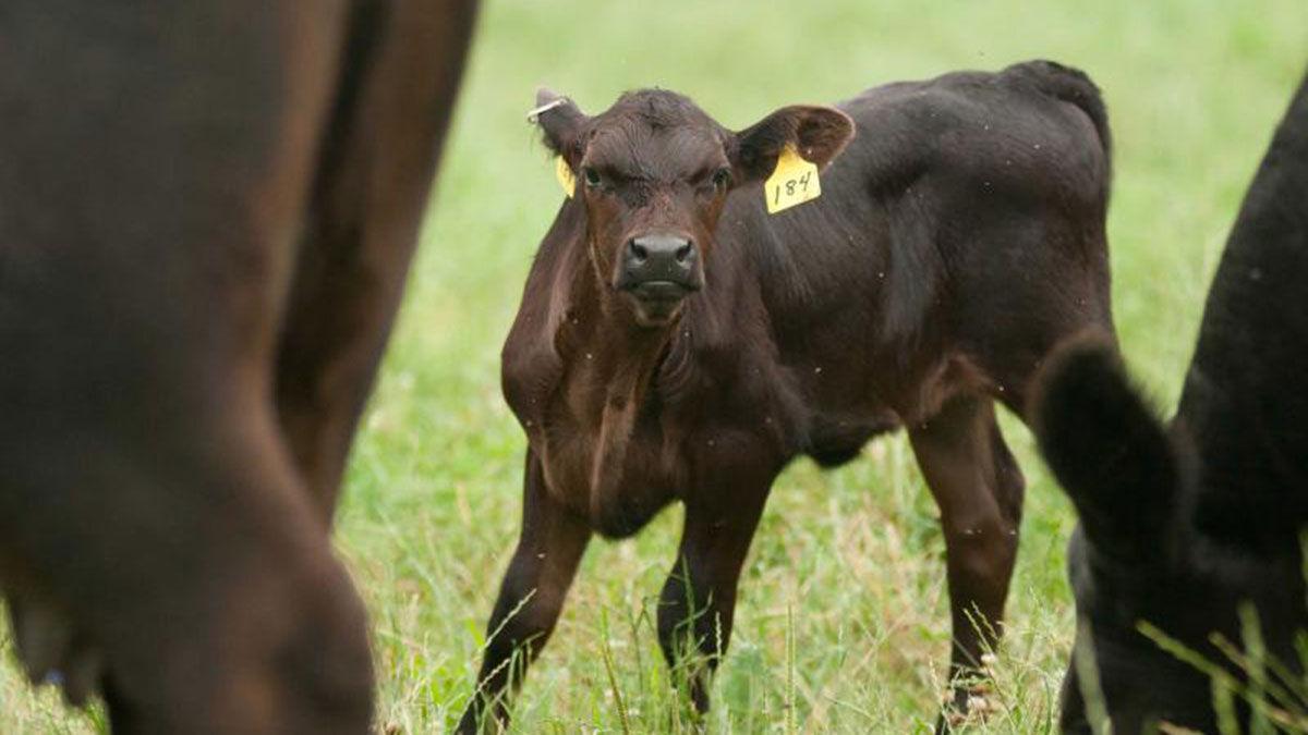 SDSU Cow calving season