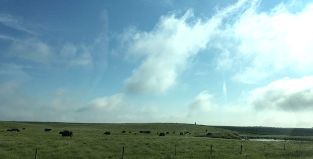 Spring pastures