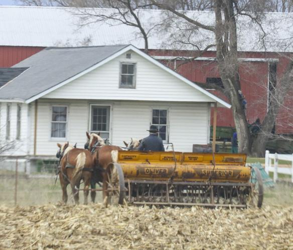 Amish hay rake in yard