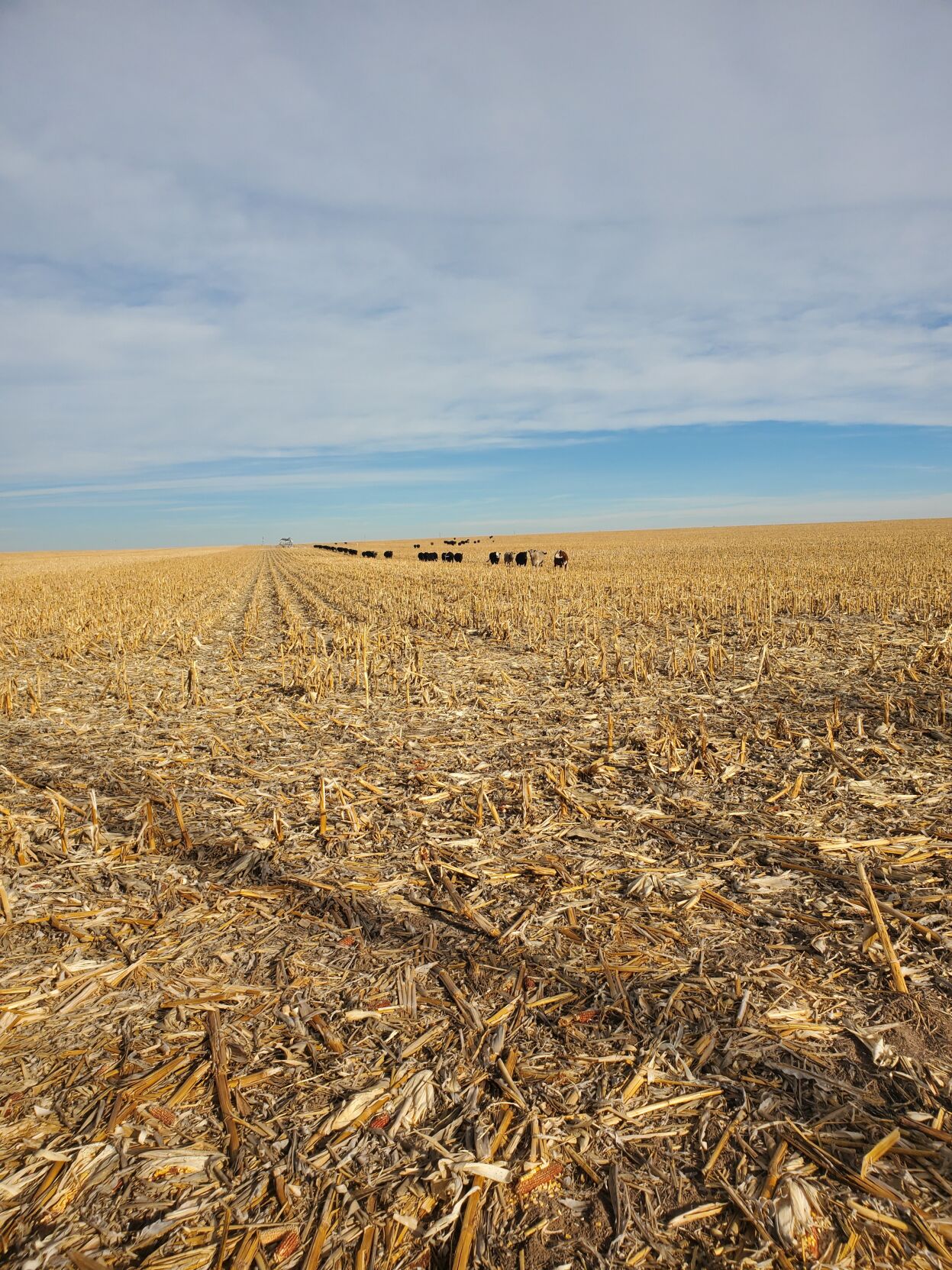 Grazing cornstalks
