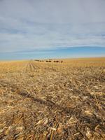 Thankful for a rural life