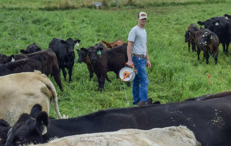 Chris Reichert moving cattle