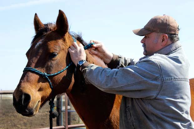 Iowa Master Equine Manager Program - Horse Care