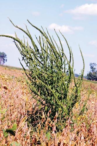 Palmer amaranth - Herbicide Resistant