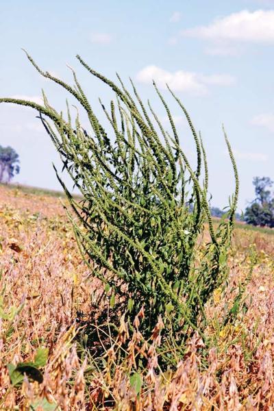 Palmer amaranth - Herbicide Resistant