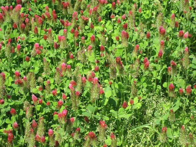 red clover