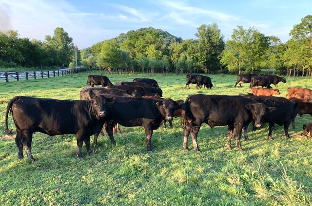 Angus cattle at Bawden farm