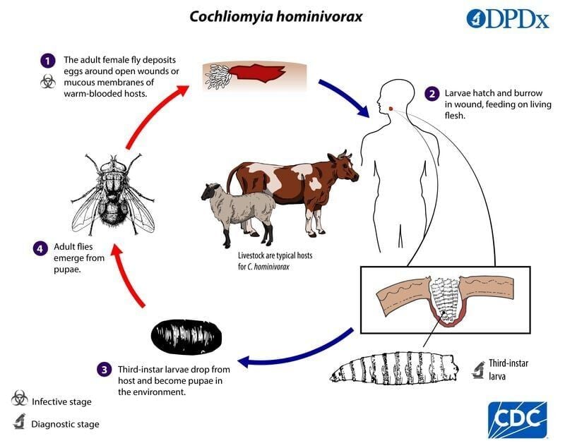 Chart shows the lifecycle of the New World screwworm.