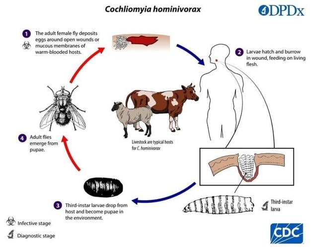 Chart shows the lifecycle of the New World screwworm.