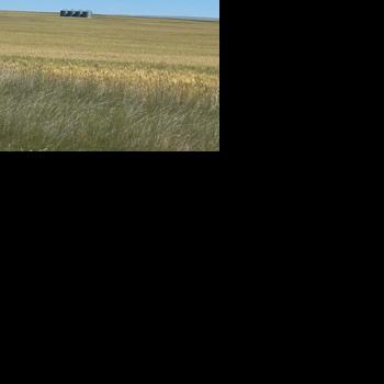 Hansen considers ‘rough year’ for farmers, start of harvest