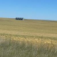 Hansen considers ‘rough year’ for farmers, start of harvest