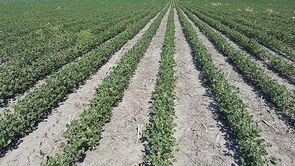 Dicamba damage, recovery a waiting game