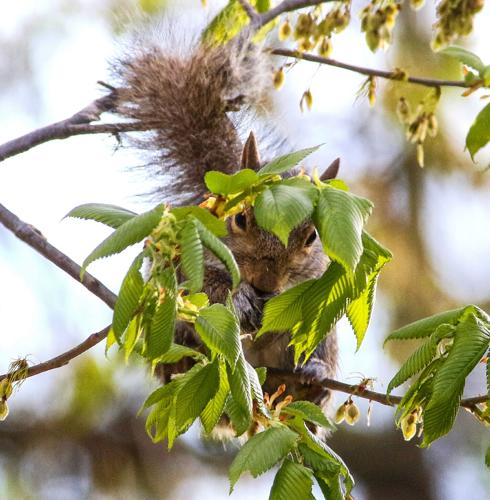 Squirrel