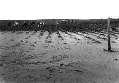 Dust bowl