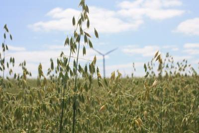 Standing oats with windmill behind