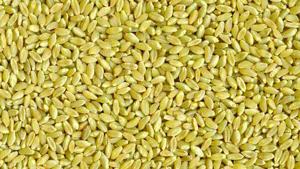 Durum market steady, prices up slightly