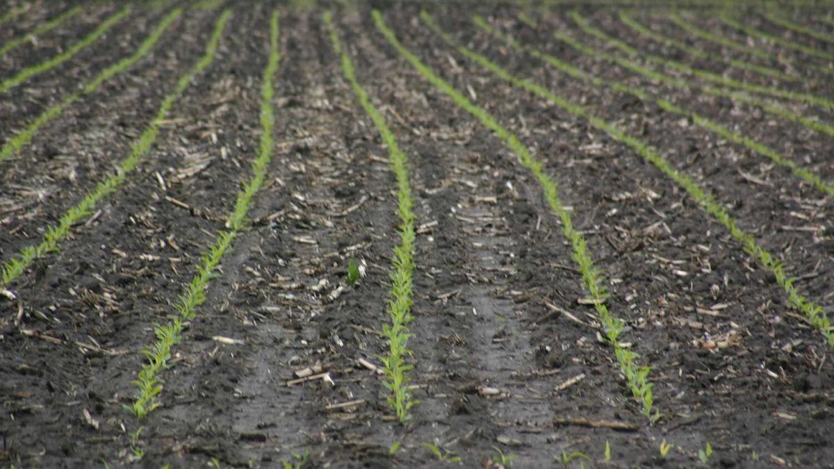 emerging plants field scouting