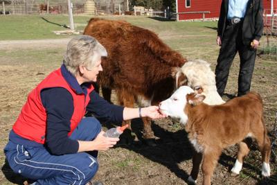KP Ranch miniature Herefords